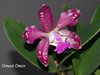 Cattleya Hsinying Cognac Thai Spots